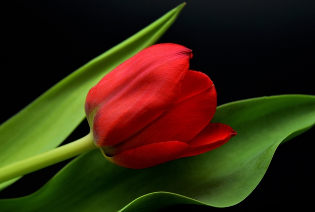 一株红色郁金香花摄影图片