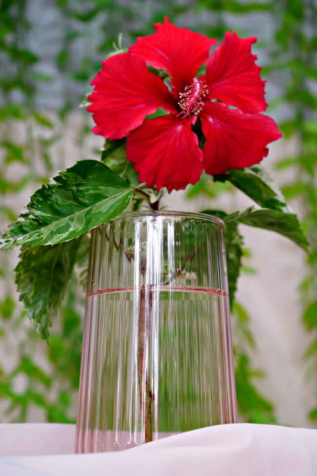 红色芙蓉花插花图片