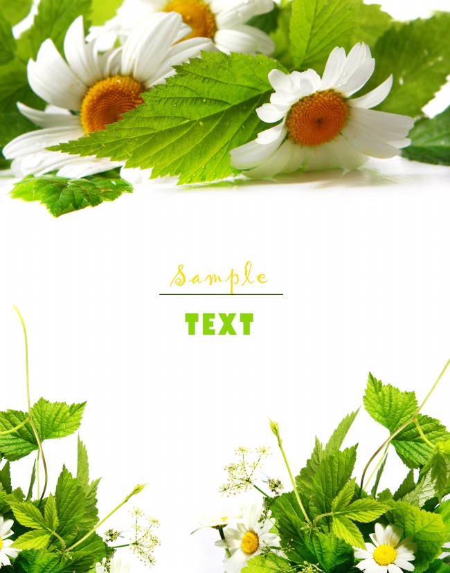 白色菊花背景图片