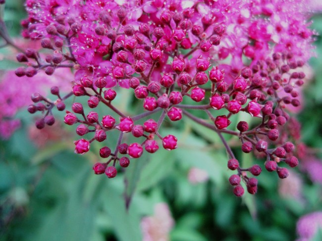 紫红色小花苞图片