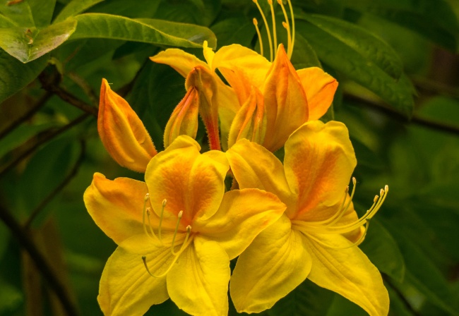 黄百合高清摄影图片