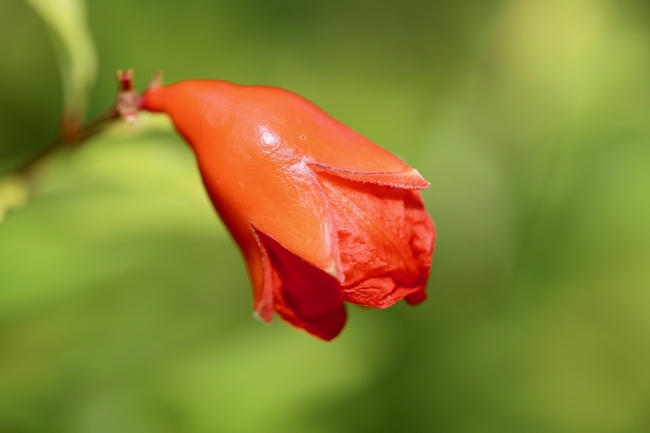 实拍石榴花图片