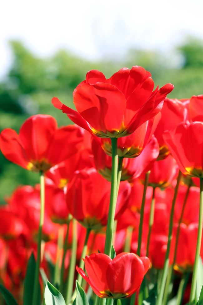 高清红色郁金香图片