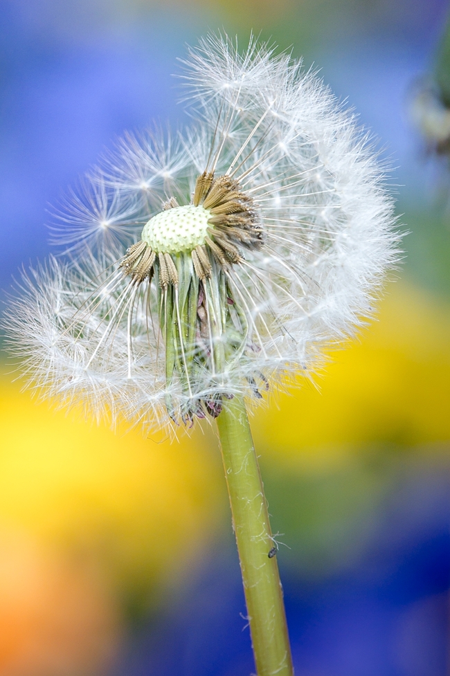 唯美白色蒲公英意境摄影图片
