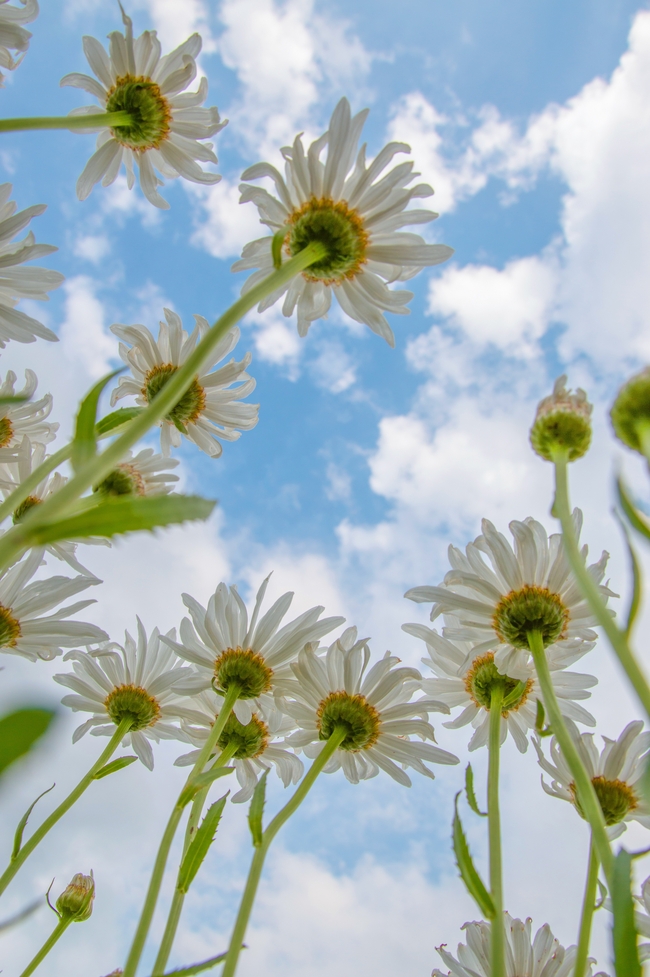 夏日小清新蓝天白云洋甘菊图片