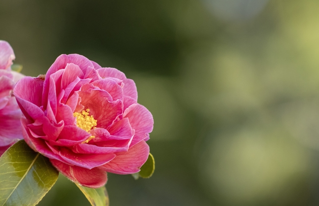 粉红色山茶花微距特写摄影图片