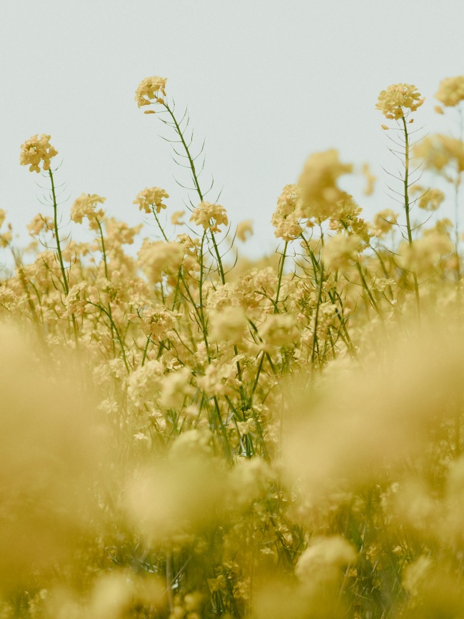 唯美浪漫黄色油菜花海图片