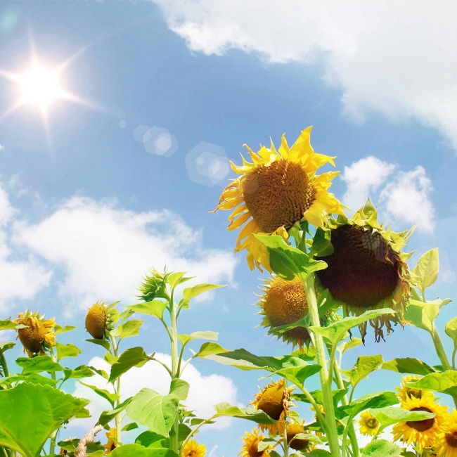 骄阳下的向日葵图片