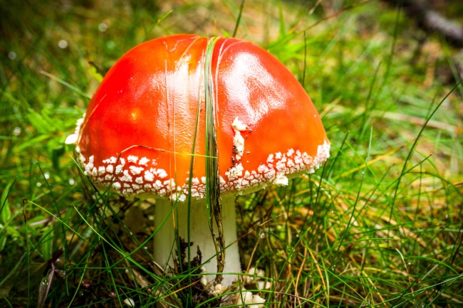 草地野生红色毒蘑菇图片