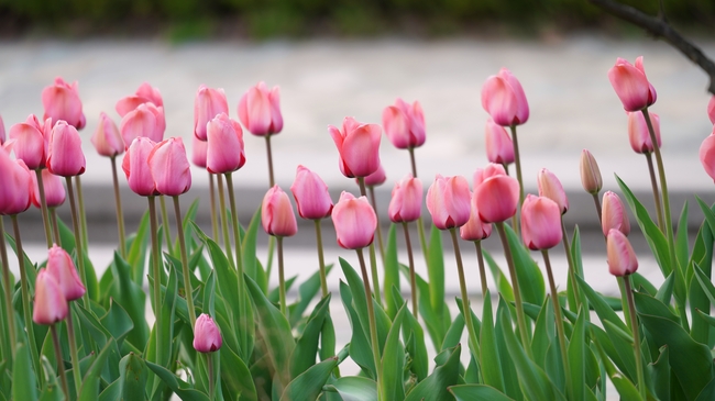 粉色郁金香花海图片