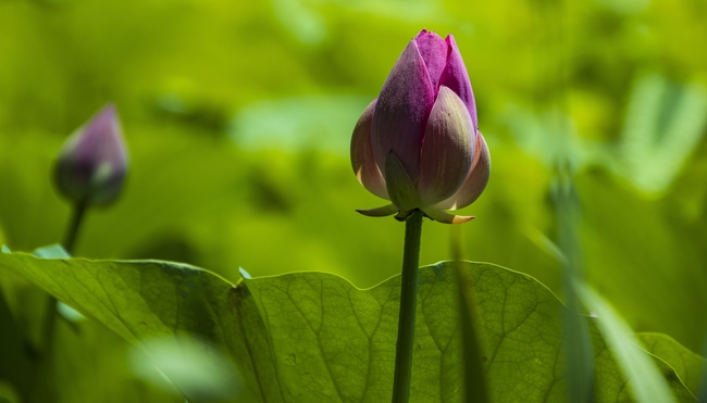 莲花含苞待放图片