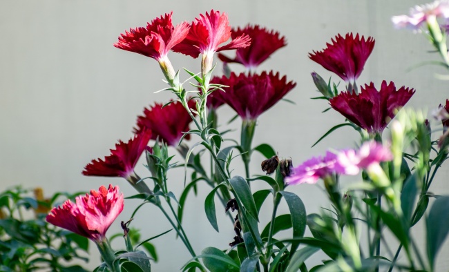 盛开康乃馨花朵图片