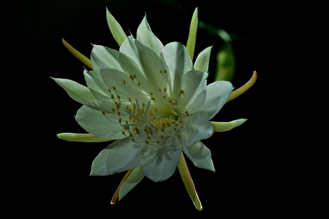 白色昙花盛开摄影图片