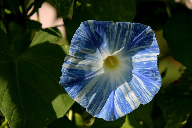 淡蓝色喇叭花图片