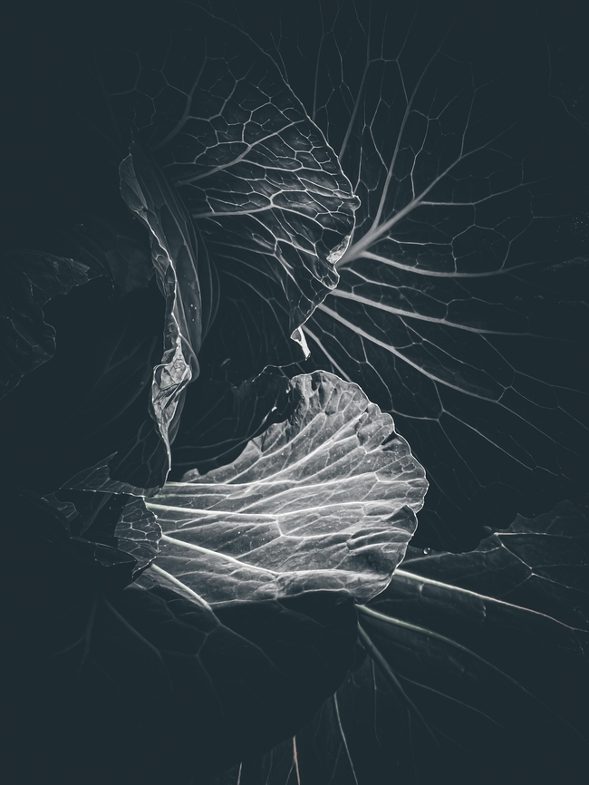 黑色艺术树叶摄影图片