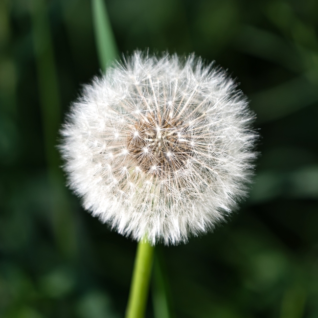 野生草本植物蒲公英摄影图片