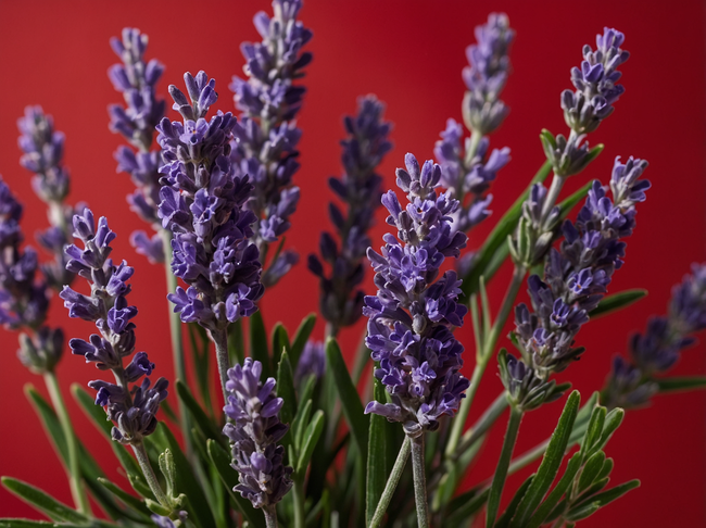 紫色薰衣草花枝微距特写摄影图片