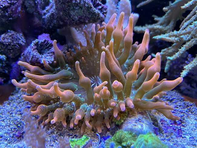 水族馆珊瑚海葵图片