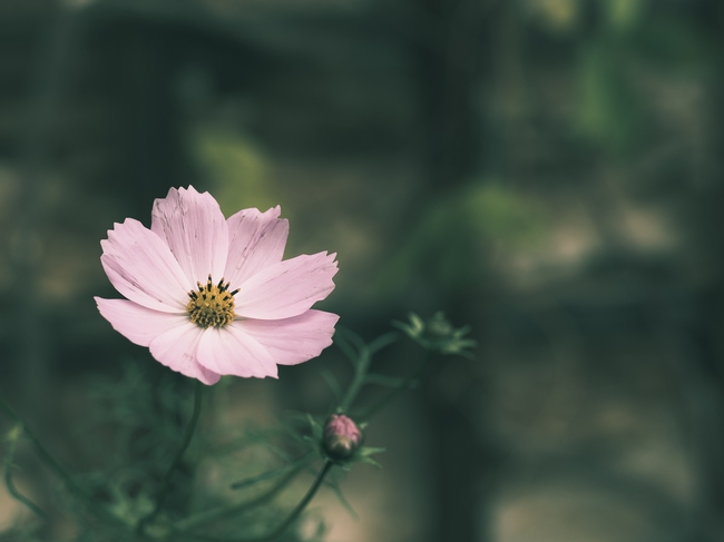 粉色格桑花微距特写摄影图片