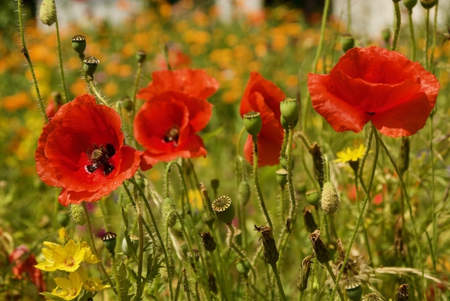 夏日红色罂粟花摄影图片