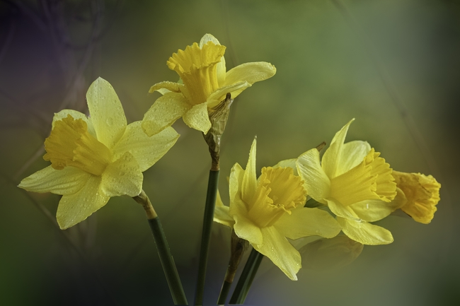 春天黄色水仙花图片
