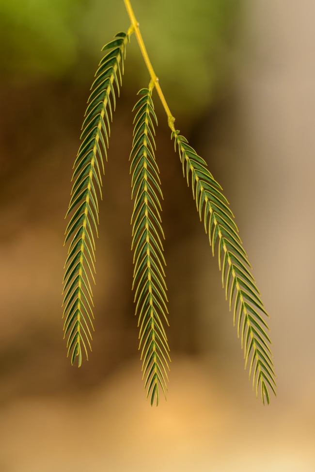 绿色的含羞草图片