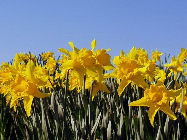 黄色百合花海图片