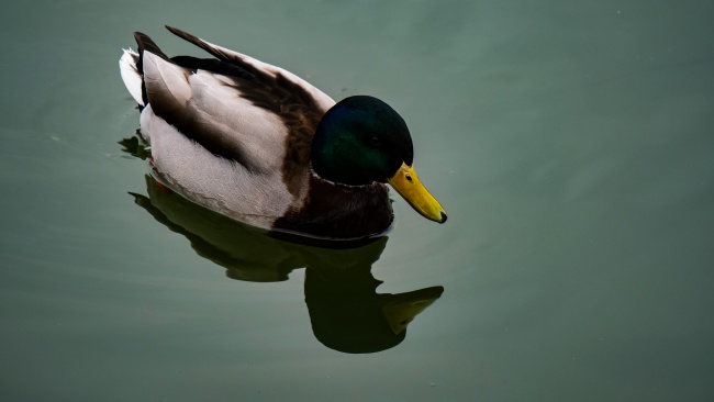 浮水家养绿头鸭图片