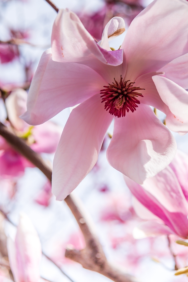 粉色玉兰花微距特写摄影图片