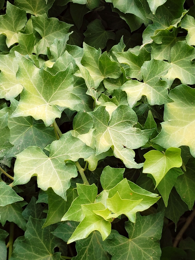 常春藤绿色高清图片下载