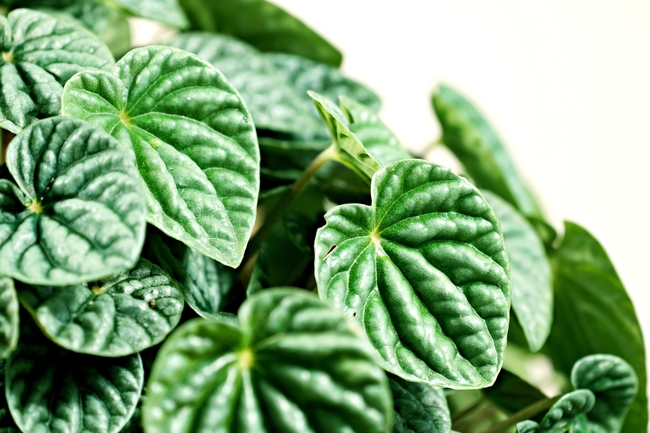 绿色植物叶子图片