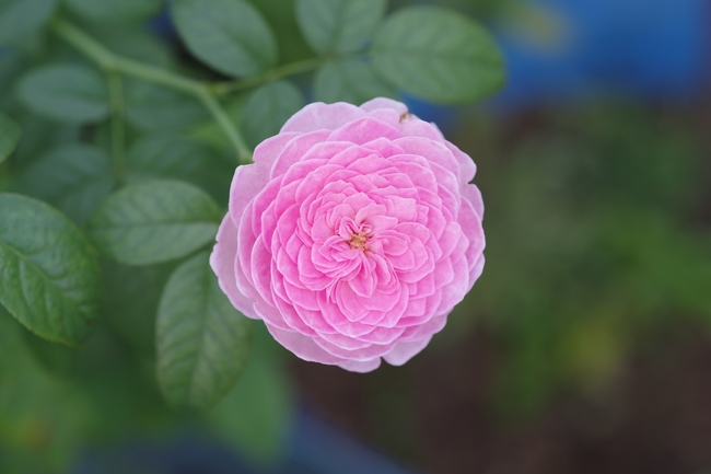 粉色蔷薇植物图片