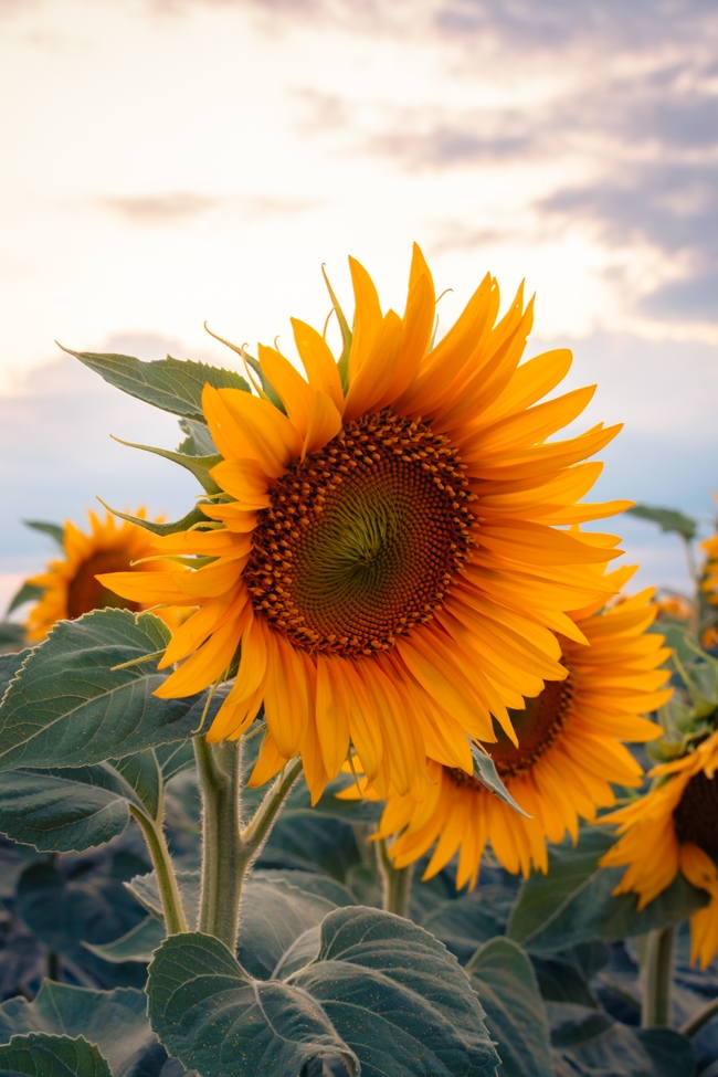 日暮黄昏向日葵花田向日葵摄影图片