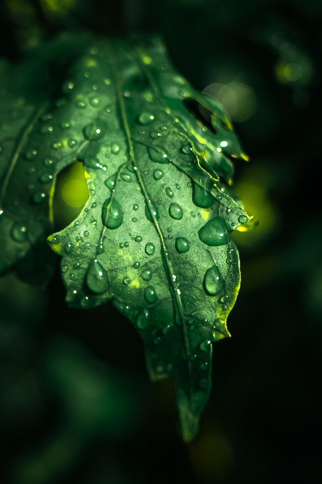 唯美雨后绿叶意境摄影图片