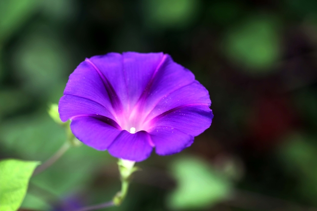 紫色牵牛花喇叭花图片