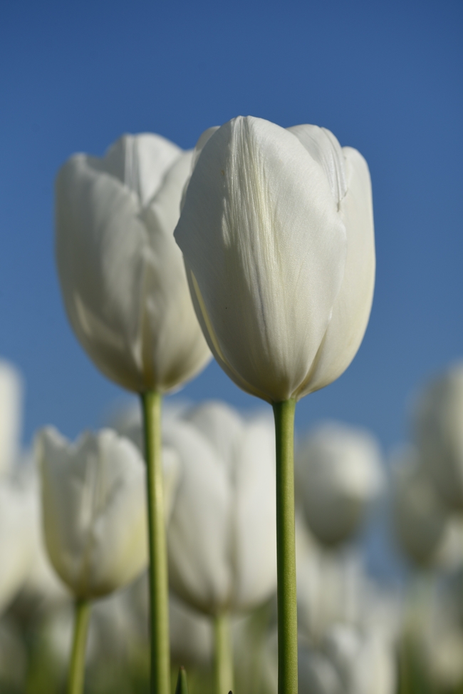 白色郁金香微距特写摄影图片