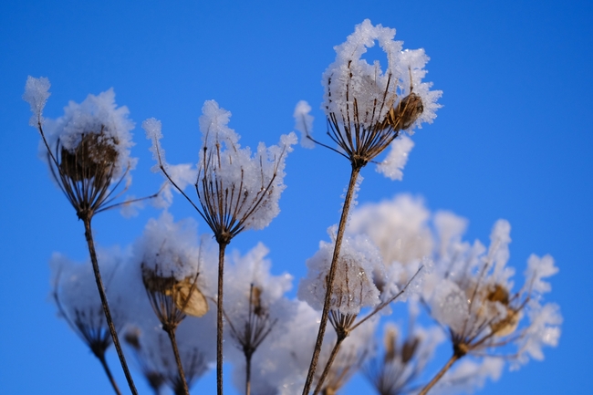 冬天霜冻干花图片
