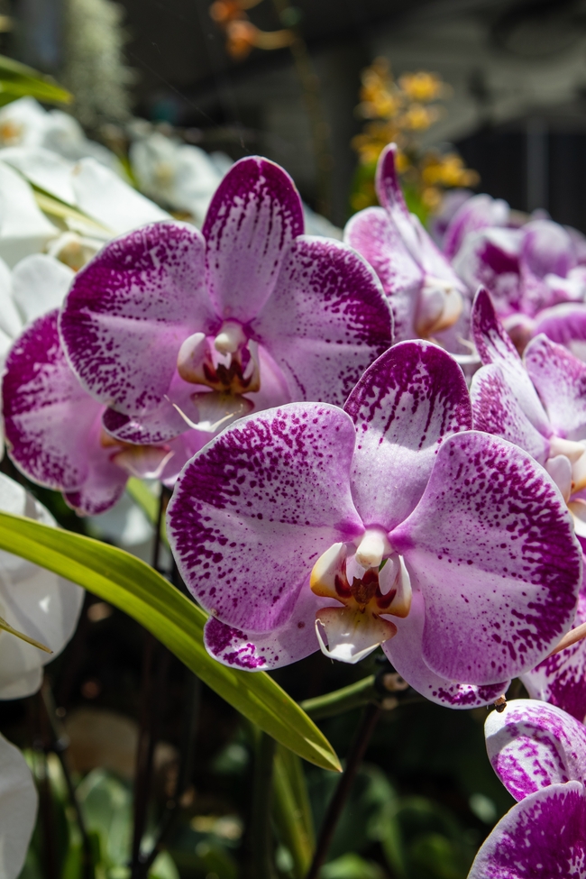 斑叶蝴蝶兰图片