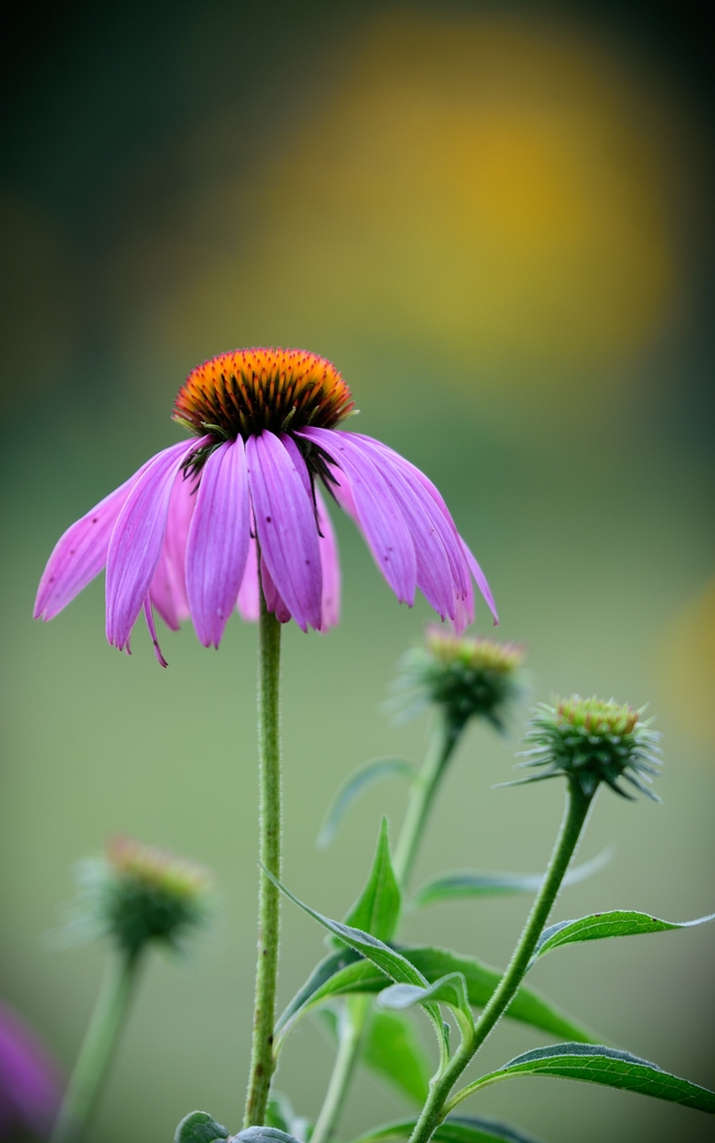 松果菊微距特写摄影图片