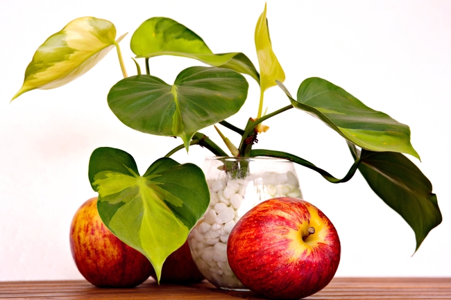 红苹果和绿萝盆栽图片