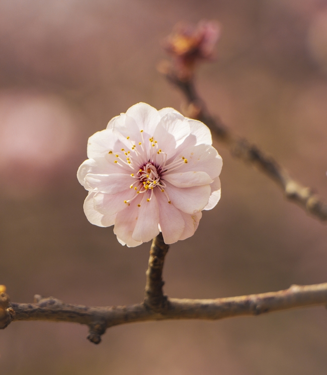 春天粉嫩桃花微距特写图片
