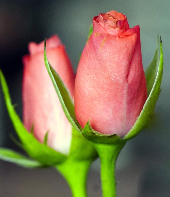 实拍玫瑰花苞图片