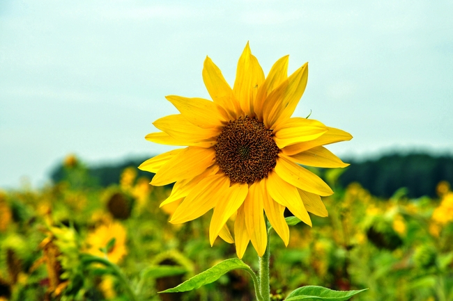 金色向日葵花田花卉摄影图片