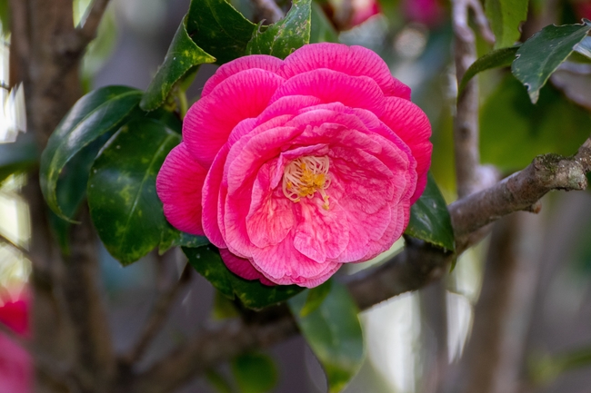 粉红色山茶花微距特写图片