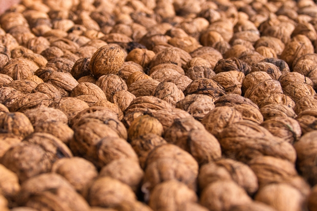 健康营养野生山核桃图片