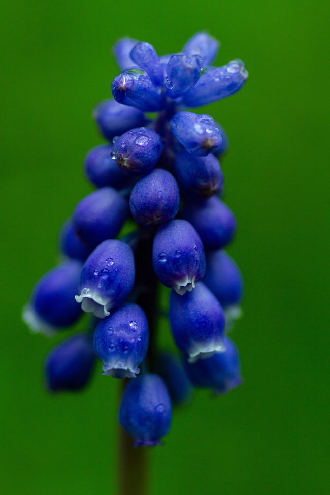 一株蓝色葡萄风信子图片
