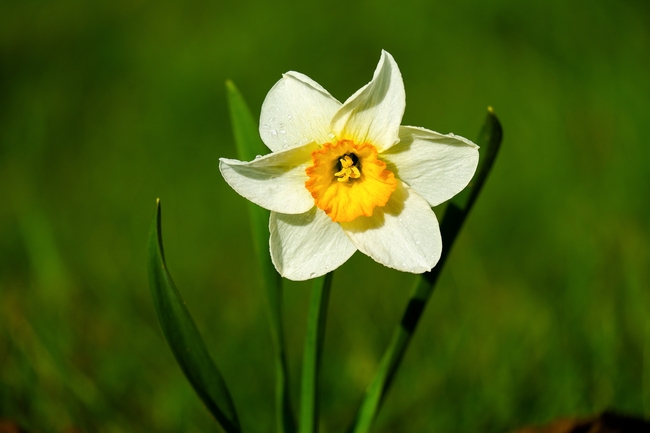 微距特写沙养白色水仙花摄影图片