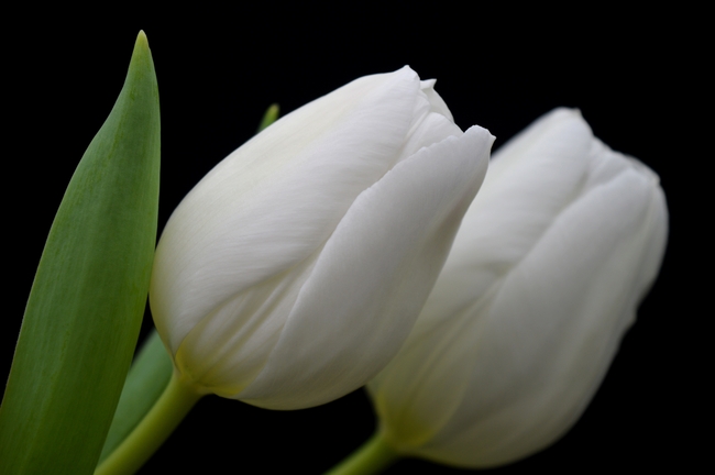 微距特写白色郁金香摄影图片