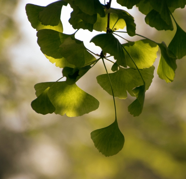绿色银杏树叶图片
