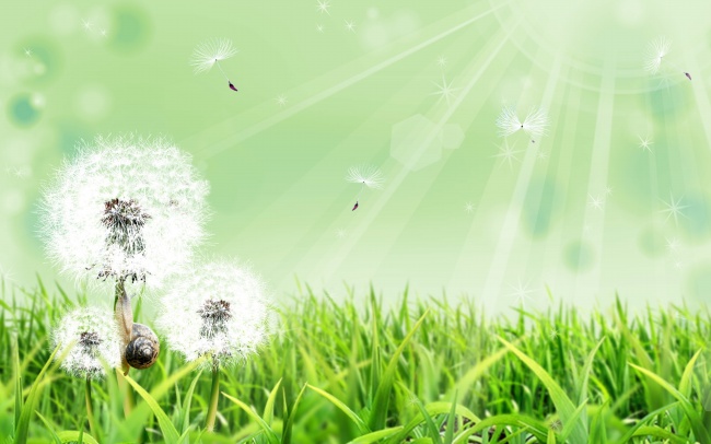 绿色草地唯美蒲公英图片